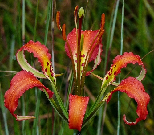 {Lilium catesbaei}